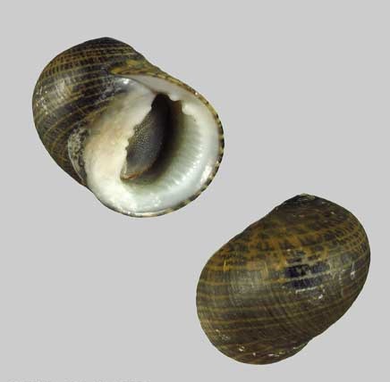 Nerita Senegalensis 15,2 (S 331)